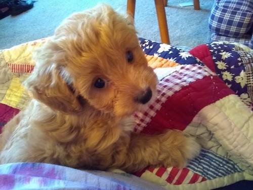 A small, tan, thick, wavy-coated puppy with a black nose and dark eyes on a quilt looking back at the camera